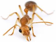 Víkendová zaujímavosť:  Vedci objavili mravca – „marťana“