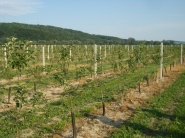 Hlavnou českou ovocinárskou komoditou zostávajú jablká