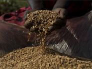 Spoločne proti hladu: Potravinová bezpečnosť a poľnohospodárstvo na programe dňa