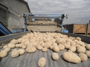 Najvýznamnejší producenti zemiakov hovoria o poklese úrod
