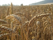 Začal sa intervenčný nákup pšenice
