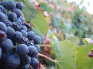 Plocha vinohradov v ČR od roku 1920 vzrástla skoro trikrát
