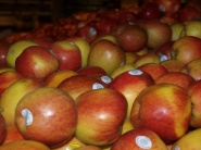 Najväčší európski pestovatelia jabĺk očakávajú slabú úrodu