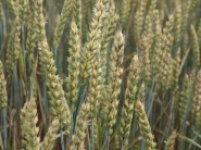 Zvýšený dopyt po pšenici zabezpečí ďalší nárast cien
