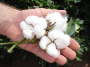 Cena bavlny prvýkrát v histórii prekročila 2 USD za libru