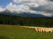 Plánovaná likvidácia slovenského ovčiarstva?