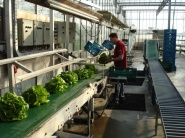 Brusel zvýšil ponuku na odškodnenie pestovateľov zeleniny