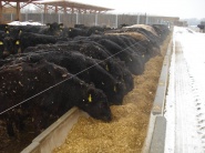 V Rusku vznikajú obrovské výkrmne dobytka