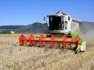 Rozhovor: Záujem o kvalitnú pšenicu začína narastať