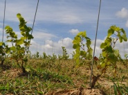 Francúzsko by malo byť znova najväčší producent vína