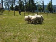 Krátenie podpory môže spôsobiť pokles počtu oviec