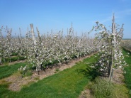 Výmera ovocných sadov medziročne klesla o 750 hektárov