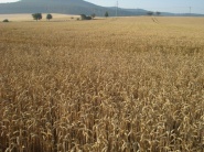 Rusko predpokladá pokles úrody obilnín o 9 miliónov ton