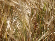 Pokles úrody zrnín na Ukrajine o vyše 11 miliónov ton