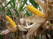 Úroda kukurice na Slovensku sa ukazuje nadpriemerná, vo svete očakávajú pokles