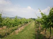 Zníženie výroby vína vo Francúzsku