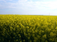 Výrobcovia biopalív: Nespôsobujeme zdražovanie potravín 