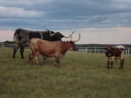 Stav hovädzieho dobytka v USA najnižší od roku 1952 