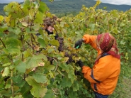Slovensko vyváža do ČR viac vína, ako z neho dováža