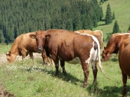 Mäsový dobytok môže byť pre slovenských prvovýrobcov úspechom