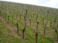 Minister: Treba zabrániť ubúdaniu vinohradníckych plôch