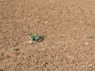 Agra poisťovňa: poistenie repiek voči suchu pri vzchádzaní – len do konca augusta!