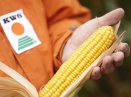 Limitujúce faktory pri pestovaní kukurice na Slovensku