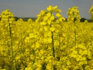 Biopalivá neprinášajú zdraženie potravín 
