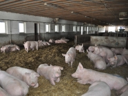 Púchovský mäsopriemysel investuje vo Vietname tri milióny eur
