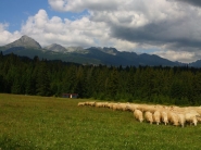 Zvolenská Slatina: Cena ovčieho mlieka je historicky najvyššia 