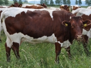 Pinzgauského dobytka je na Slovensku z roka na rok menej