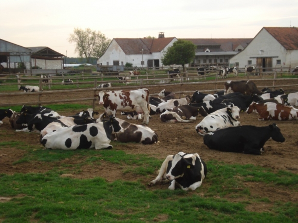 ČR: Ceny výraznejšie znižujú domáce mliekarne