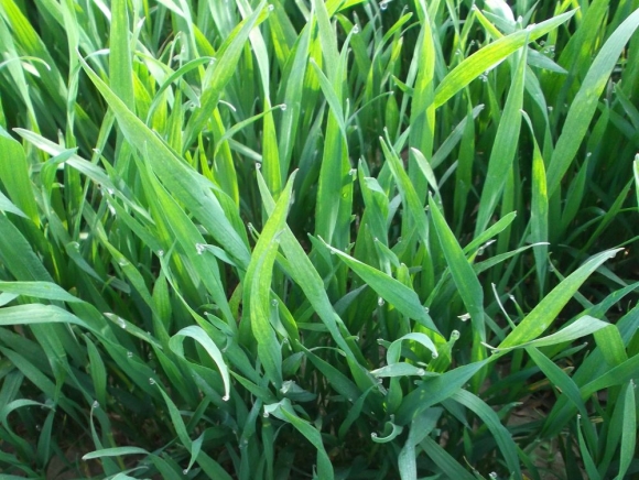 Stimulácia pšenice ozimnej v jarnom období
