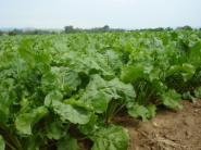 Pestovatelia ukončili zber kukurice a cukrovej repy