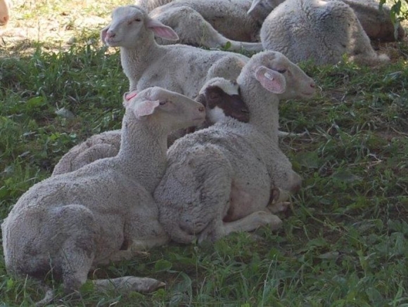 PD Žemberovce dosahuje stratu pri chove oviec