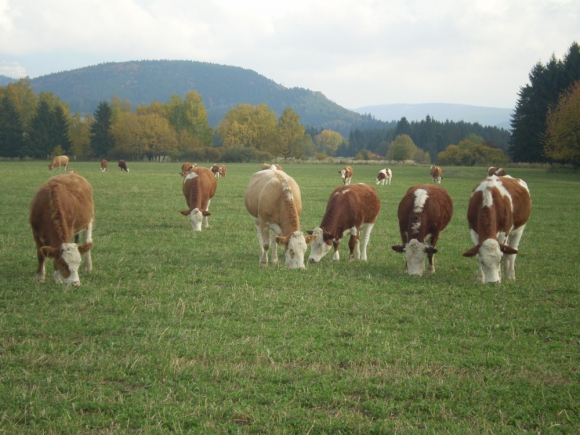 Figeľ: Naše poľnohospodárstvo môže vyzerať ako rakúske
