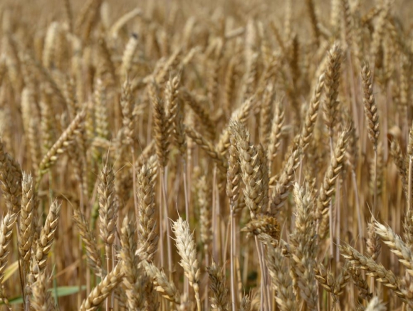 Vysoká a kvalitná úroda obilnín zvyšuje rentabilitu 