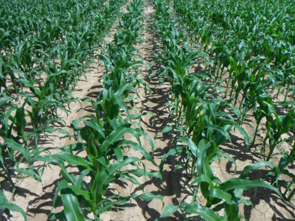 Biostimulácia a listová výživa v pestovaní kukurice