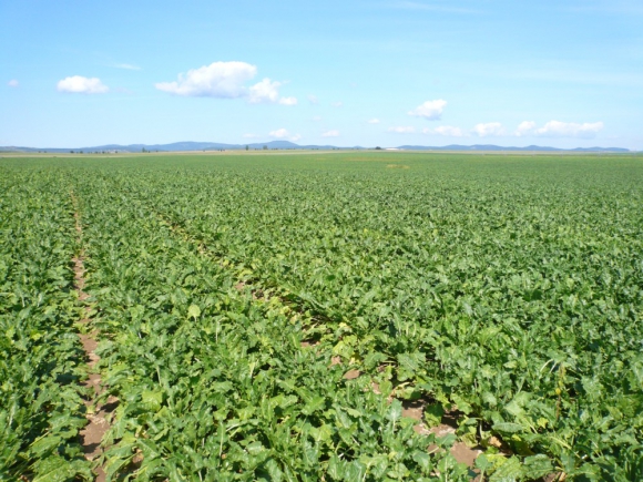 Suchá trápia pestovateľov kukurice, cukrovej repy i zemiakov 