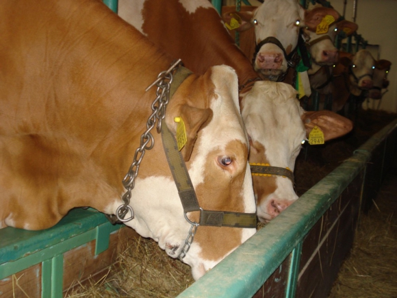 Slovenskí výrobcovia majú na kilogram mlieka stratu 0,13 eura
