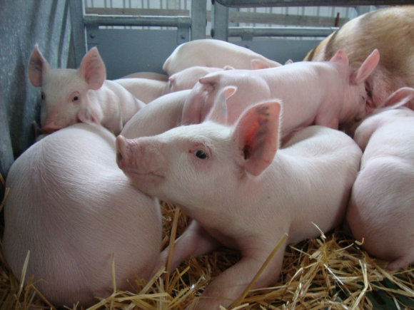 Európsky parlament podporil zákaz predaja klonovaného mäsa 