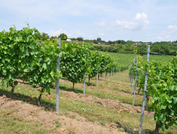 SaS: Regulácia výsadby viniča ohrozuje záujmy SR 