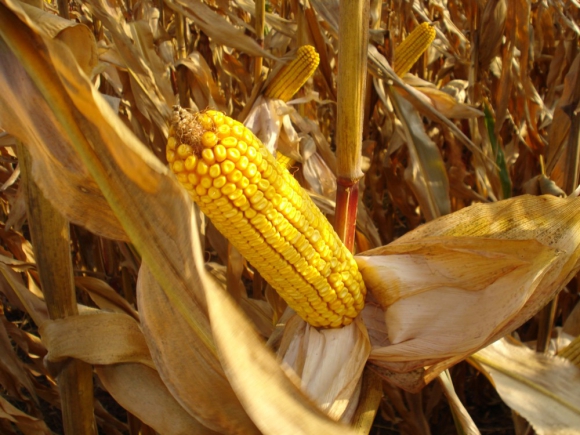 SPPK: Očakávame o 30 percent nižšie úrody kukurice