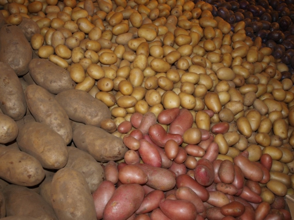 Pestovatelia zemiakov v SR už pomaly finišujú s ich zberom 