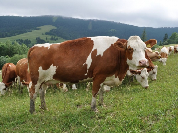 Roľníkom vypovedali zmluvy na 30 miliónov litrov mlieka 
