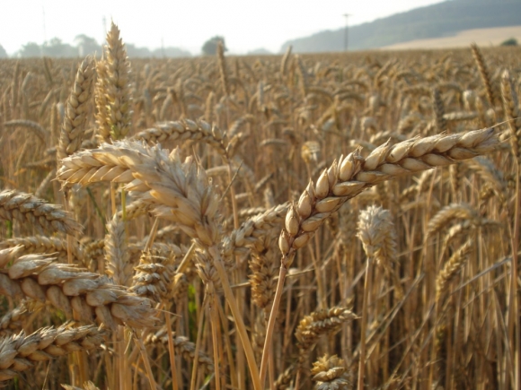 Pšenica je na svetovom trhu najlacnejšia za 10 rokov