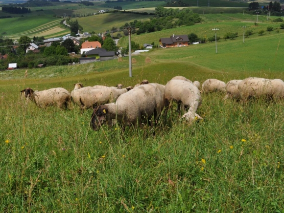 Výroba ovčieho mlieka je druhá najvyššia od vstupu do EÚ