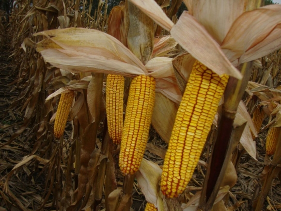 Pozberaná je viac ako tretina z úrody kukurice 