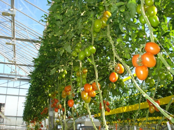 Česká republika smeruje k sebestačnosti v pestovaní paradajok