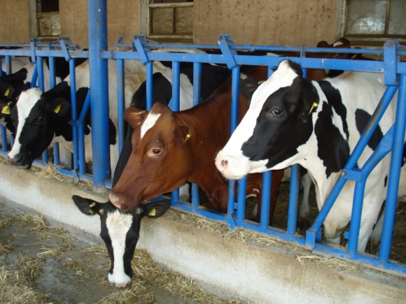 V Holandsku sú kravské farmy stále väčšie